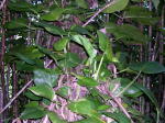 Click on one of the size names above to enlarge this image Click on one of the size names above to enlarge this image
