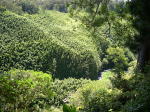 Click on one of the size names above to enlarge this image Click on one of the size names above to enlarge this image