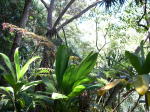 Click on one of the size names above to enlarge this image Click on one of the size names above to enlarge this image
