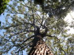 Click on one of the size names above to enlarge this image Click on one of the size names above to enlarge this image