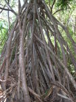 Click on one of the size names above to enlarge this image Click on one of the size names above to enlarge this image