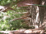 Click on one of the size names above to enlarge this image Click on one of the size names above to enlarge this image