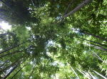 Click on one of the size names above to enlarge this image Click on one of the size names above to enlarge this image
