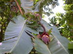 Click on one of the size names above to enlarge this image Click on one of the size names above to enlarge this image