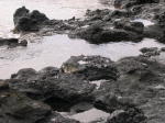 Click on one of the size names above to enlarge this image Click on one of the size names above to enlarge this image