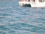 Click on one of the size names above to enlarge this image Click on one of the size names above to enlarge this image