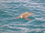 Click on one of the size names above to enlarge this image Click on one of the size names above to enlarge this image