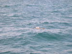 Click on one of the size names above to enlarge this image Click on one of the size names above to enlarge this image
