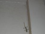Click on one of the size names above to enlarge this image Click on one of the size names above to enlarge this image