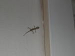 Click on one of the size names above to enlarge this image Click on one of the size names above to enlarge this image