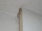 Click on one of the size names above to enlarge this image Click on one of the size names above to enlarge this image