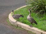 Click on one of the size names above to enlarge this image Click on one of the size names above to enlarge this image
