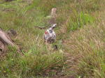 Click on one of the size names above to enlarge this image Click on one of the size names above to enlarge this image