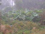Click on one of the size names above to enlarge this image Click on one of the size names above to enlarge this image