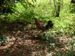Click on one of the size names above to enlarge this image Click on one of the size names above to enlarge this image