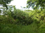 Click on one of the size names above to enlarge this image Click on one of the size names above to enlarge this image