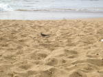Click on one of the size names above to enlarge this image Click on one of the size names above to enlarge this image