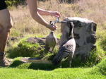 Click on one of the size names above to enlarge this image Click on one of the size names above to enlarge this image