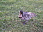Click on one of the size names above to enlarge this image Click on one of the size names above to enlarge this image