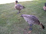 Click on one of the size names above to enlarge this image Click on one of the size names above to enlarge this image