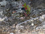 Click on one of the size names above to enlarge this image Click on one of the size names above to enlarge this image