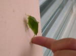 Click on one of the size names above to enlarge this image Click on one of the size names above to enlarge this image