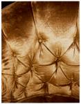 Click on one of the size names above to enlarge this image Click on one of the size names above to enlarge this image