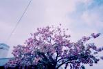 Click on one of the size names above to enlarge this image Click on one of the size names above to enlarge this image