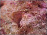 Click on one of the size names above to enlarge this image Click on one of the size names above to enlarge this image
