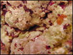 Click on one of the size names above to enlarge this image Click on one of the size names above to enlarge this image