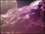 Click on one of the size names above to enlarge this image Click on one of the size names above to enlarge this image