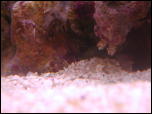 Click on one of the size names above to enlarge this image Click on one of the size names above to enlarge this image