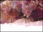 Click on one of the size names above to enlarge this image Click on one of the size names above to enlarge this image