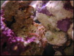 Click on one of the size names above to enlarge this image Click on one of the size names above to enlarge this image