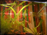 Click on one of the size names above to enlarge this image Click on one of the size names above to enlarge this image