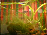 Click on one of the size names above to enlarge this image Click on one of the size names above to enlarge this image