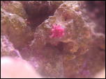 Click on one of the size names above to enlarge this image Click on one of the size names above to enlarge this image