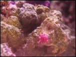 Click on one of the size names above to enlarge this image Click on one of the size names above to enlarge this image
