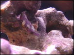 Click on one of the size names above to enlarge this image Click on one of the size names above to enlarge this image