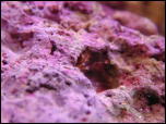 Click on one of the size names above to enlarge this image Click on one of the size names above to enlarge this image