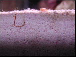 Click on one of the size names above to enlarge this image Click on one of the size names above to enlarge this image