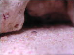 Click on one of the size names above to enlarge this image Click on one of the size names above to enlarge this image