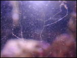 Click on one of the size names above to enlarge this image Click on one of the size names above to enlarge this image