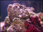Click on one of the size names above to enlarge this image Click on one of the size names above to enlarge this image