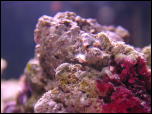 Click on one of the size names above to enlarge this image Click on one of the size names above to enlarge this image