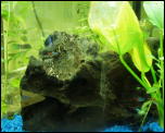 Click on one of the size names above to enlarge this image Click on one of the size names above to enlarge this image