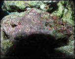 Click on one of the size names above to enlarge this image Click on one of the size names above to enlarge this image