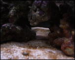 Click on one of the size names above to enlarge this image Click on one of the size names above to enlarge this image