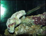 Click on one of the size names above to enlarge this image Click on one of the size names above to enlarge this image