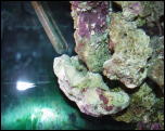 Click on one of the size names above to enlarge this image Click on one of the size names above to enlarge this image